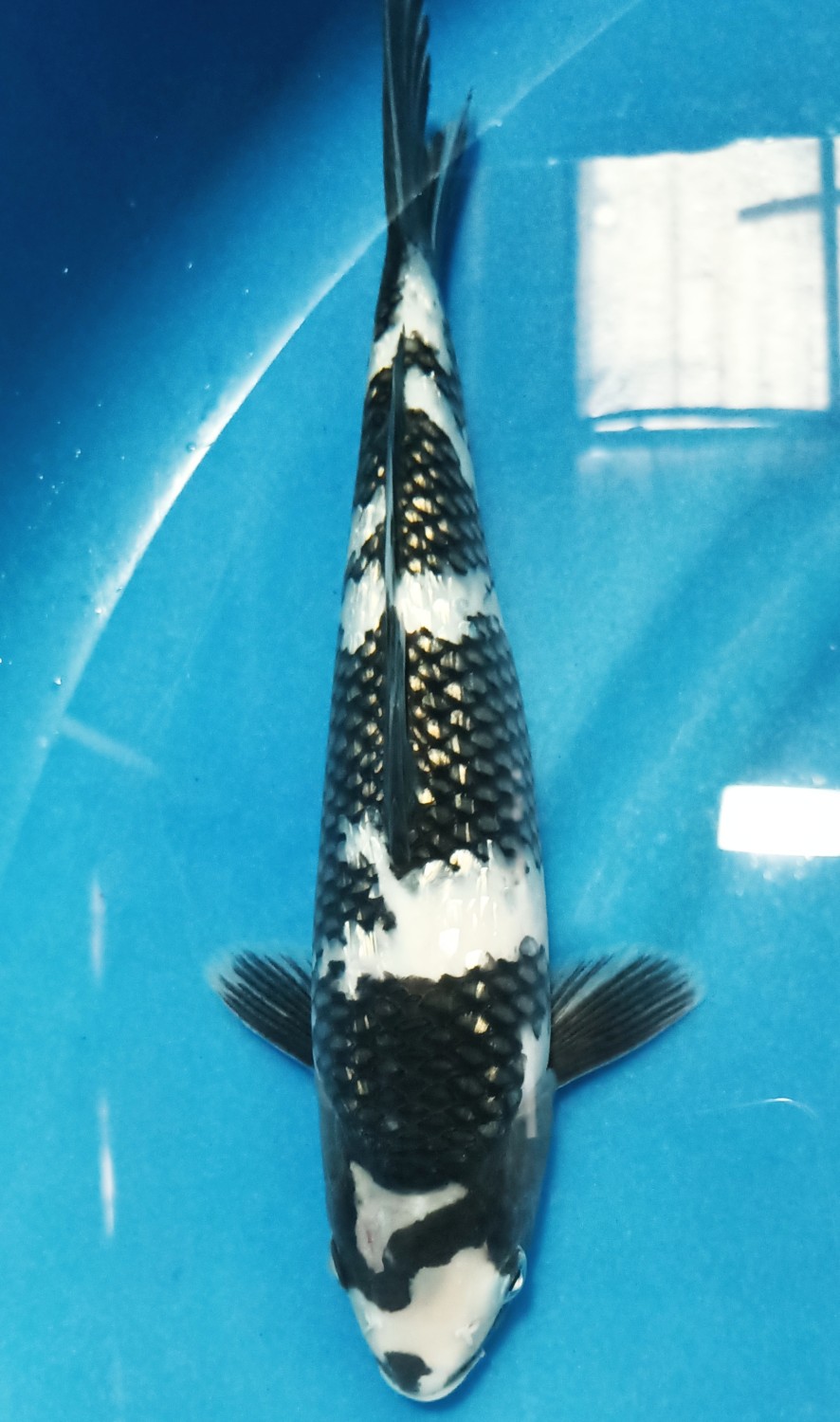 Juara 4