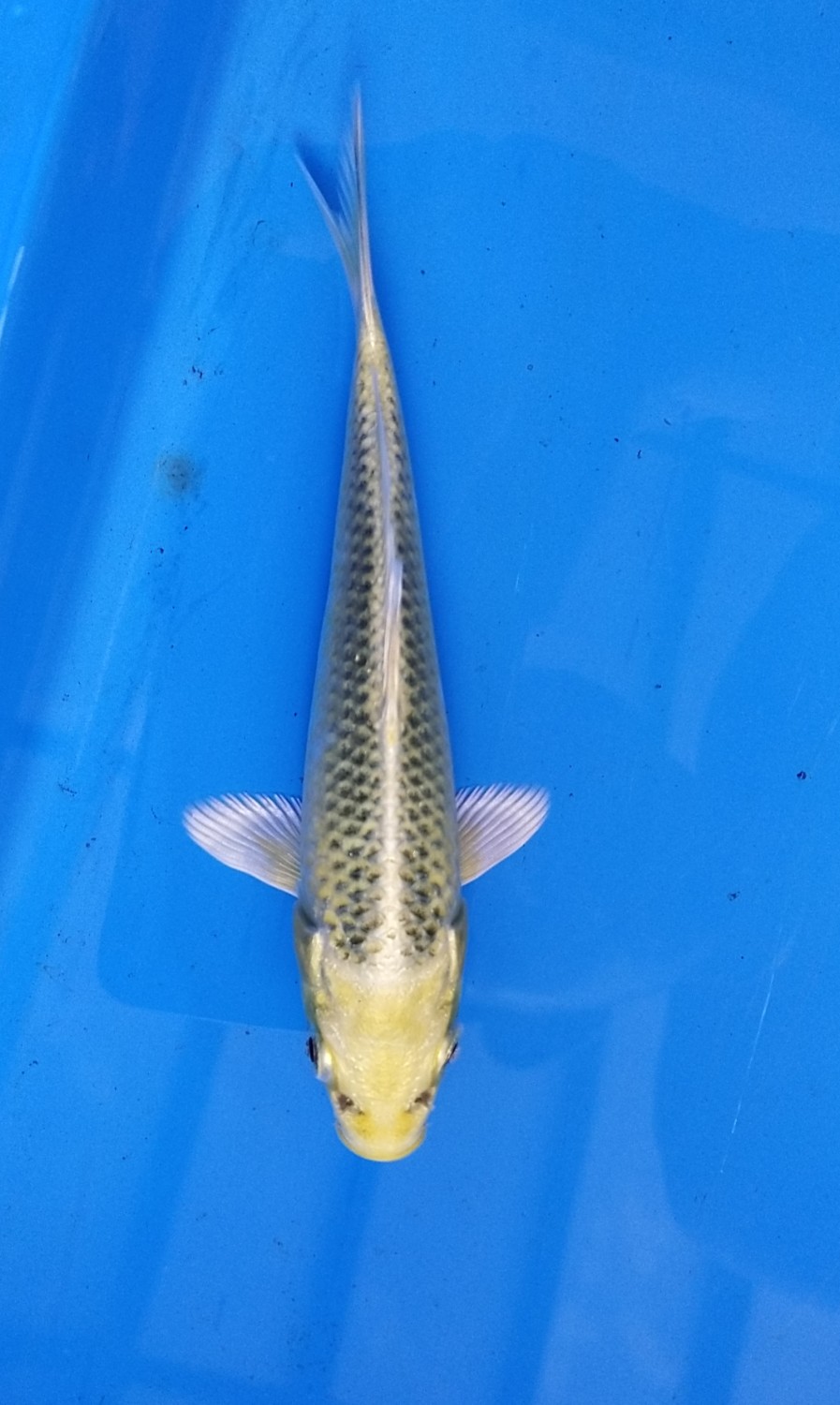 Juara 4