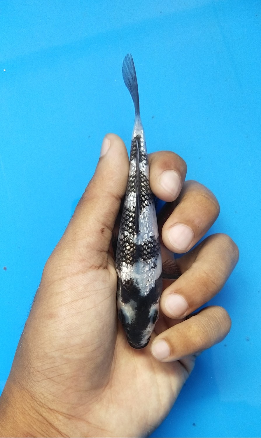 Juara 1