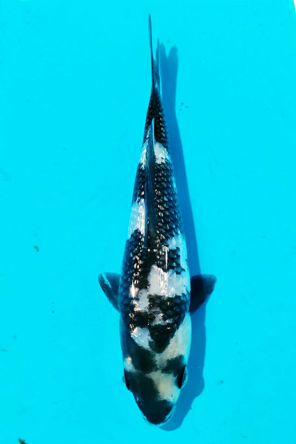 Juara 2