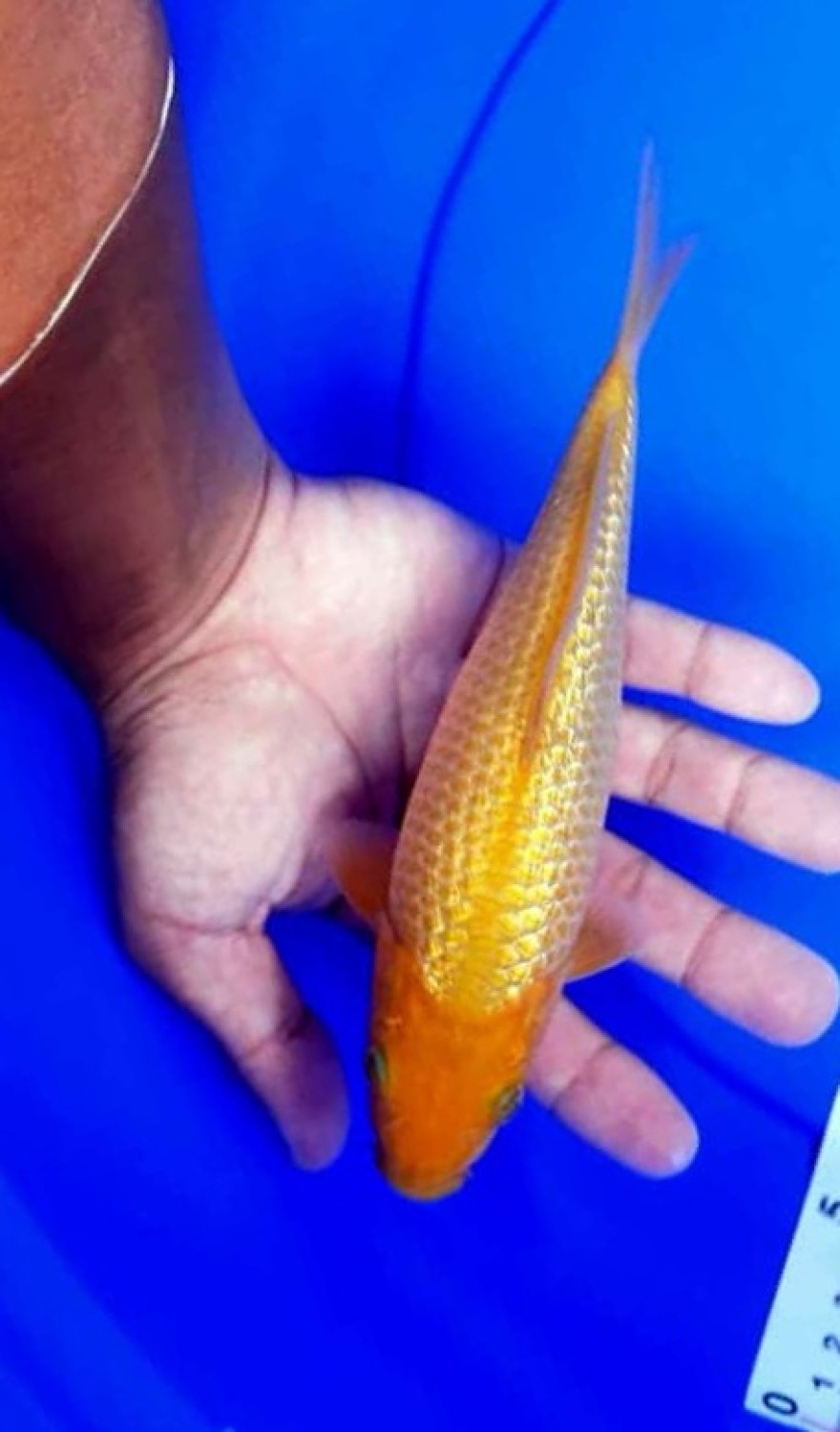 Best In Size E 16 - 20 cm