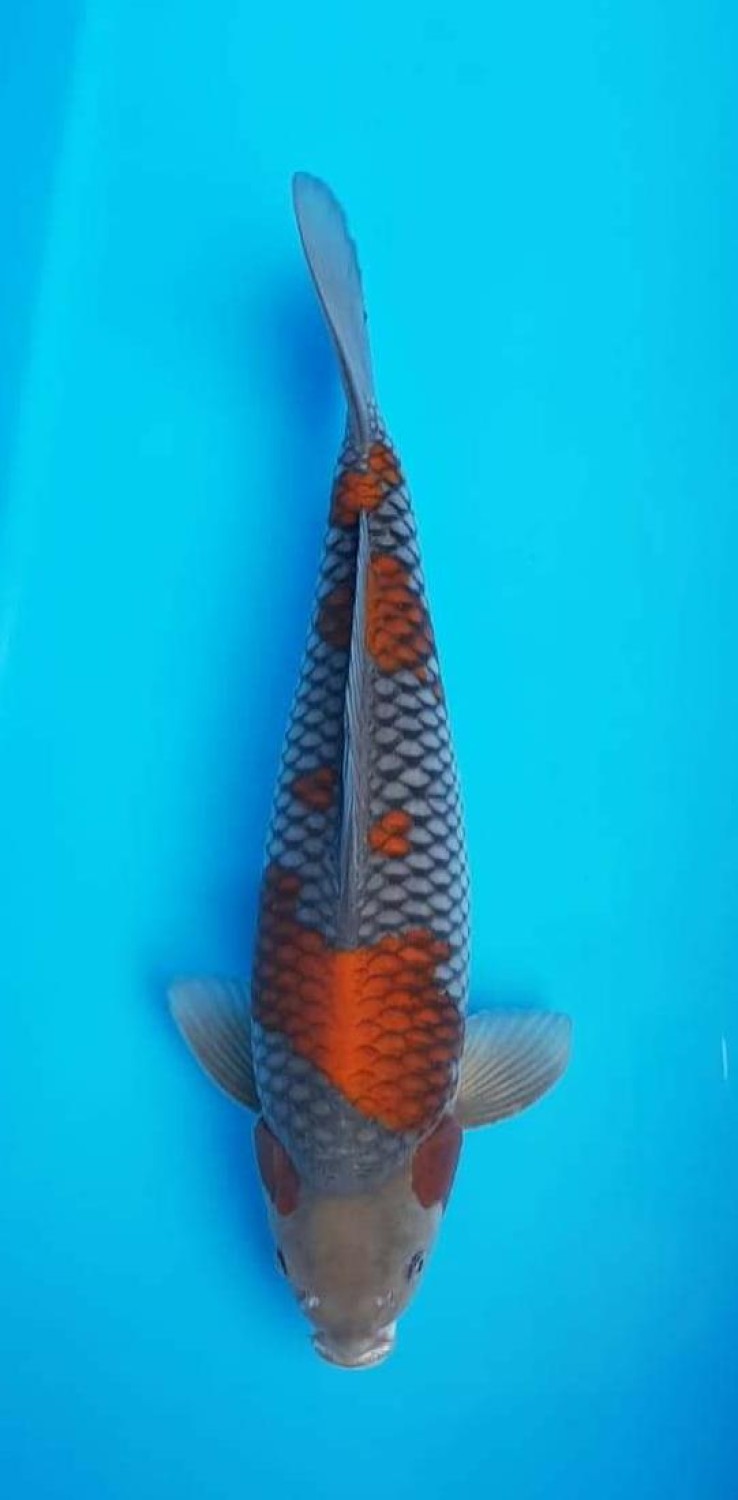 Best In Size C 46 - 50 cm