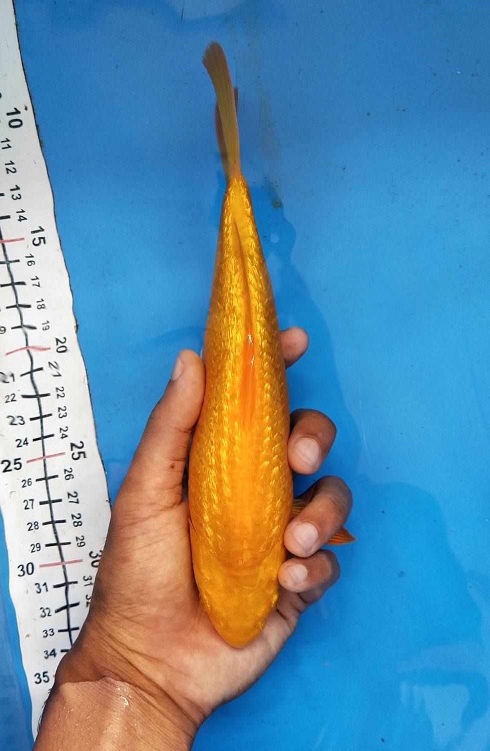 Juara 1