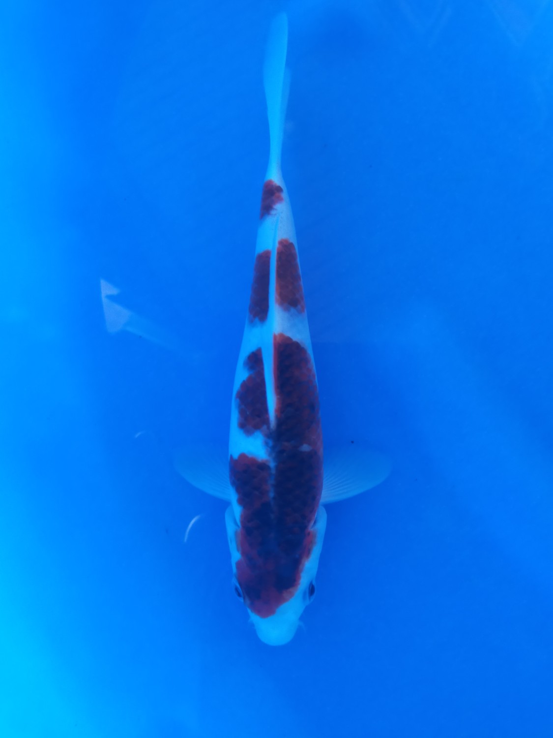 Juara 2