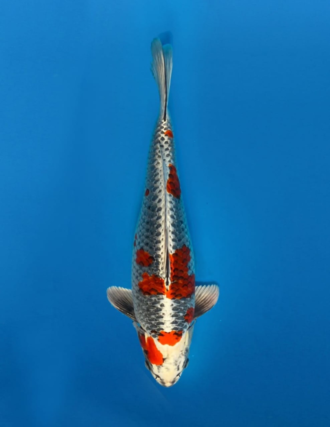 Juara 1