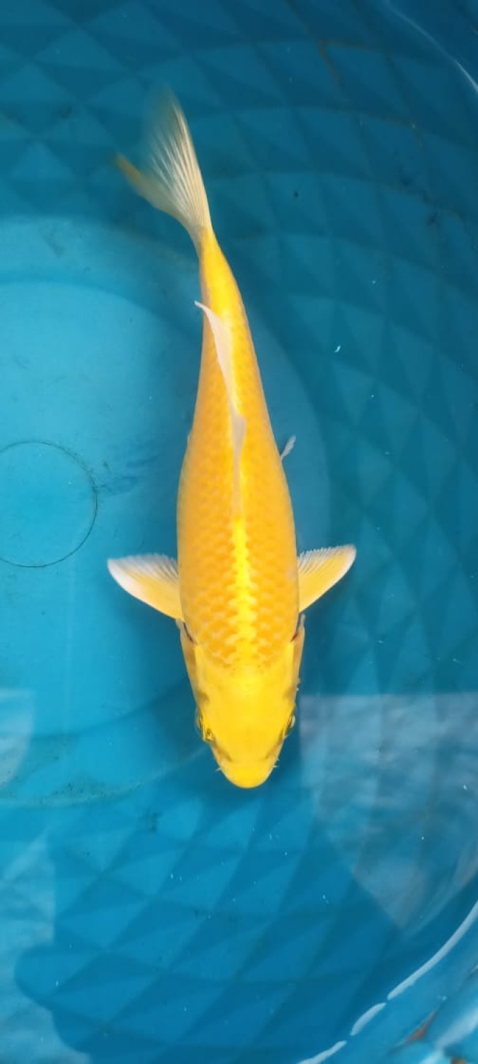Juara 2