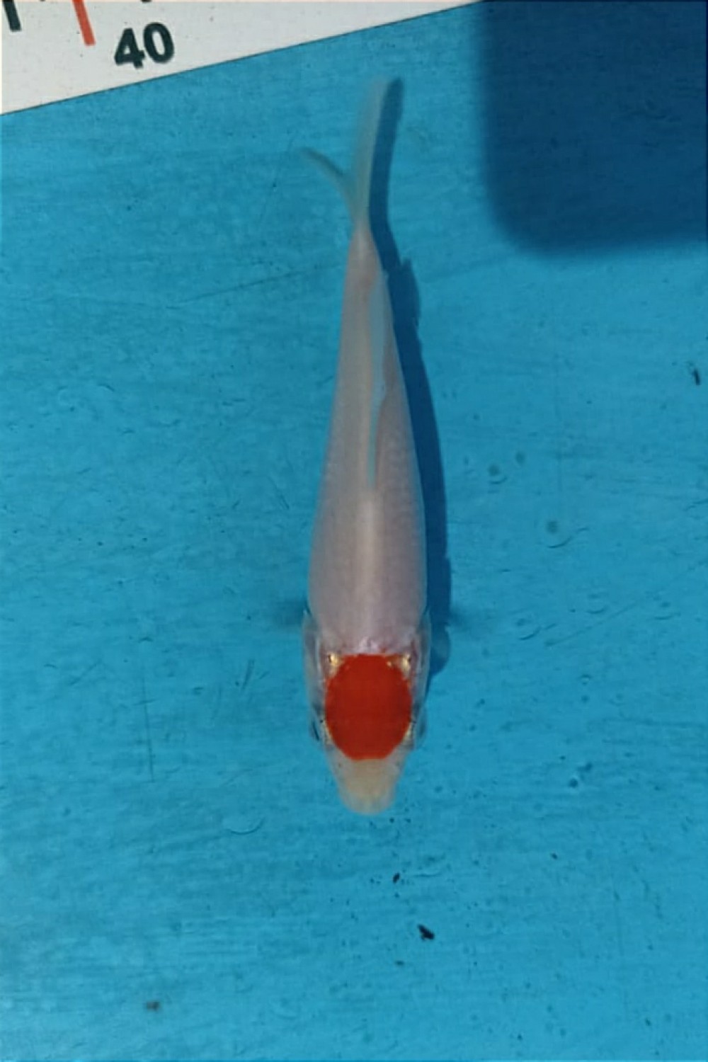 Juara 2