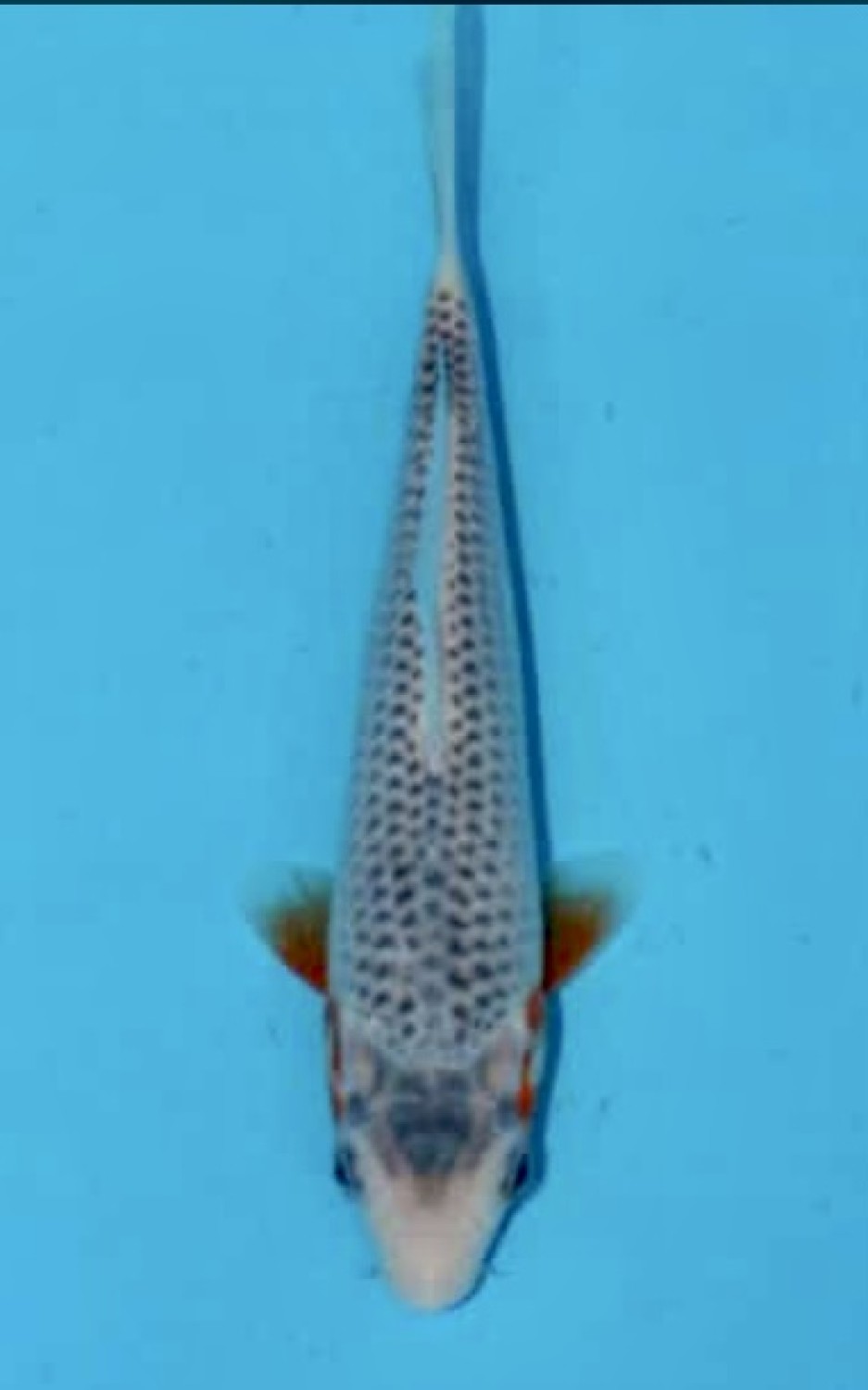 Juara 2