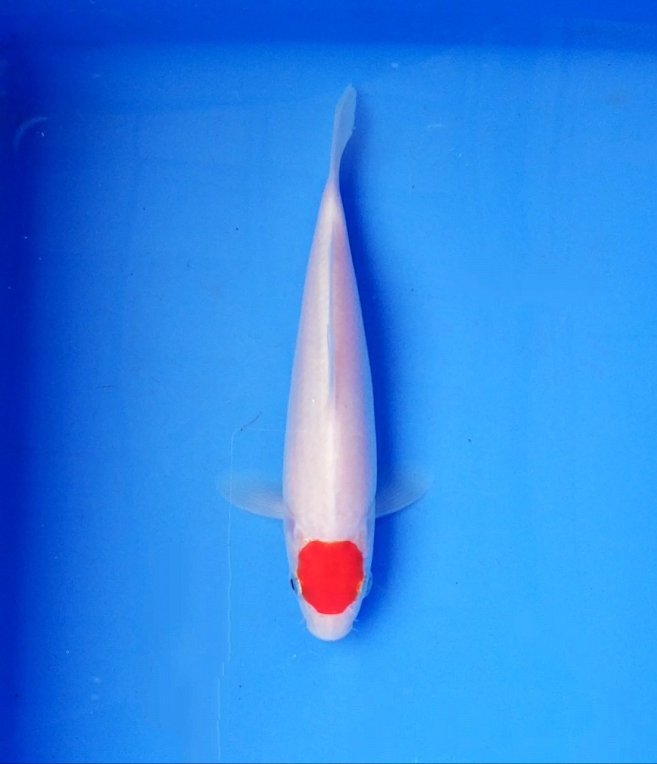 Best In Size C 13 - 15 cm