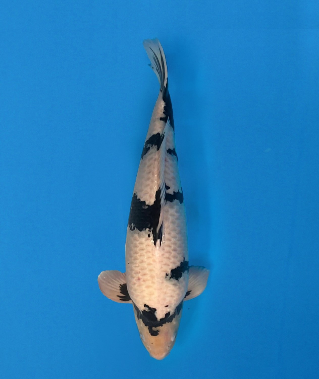 Grand Champion B