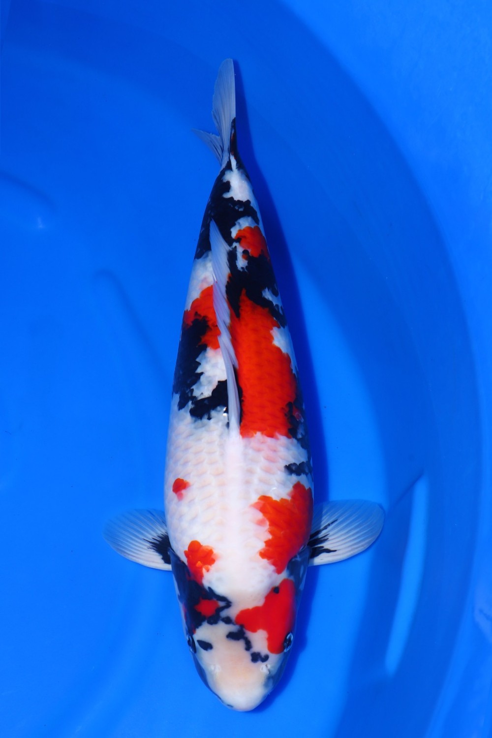 Juara 2