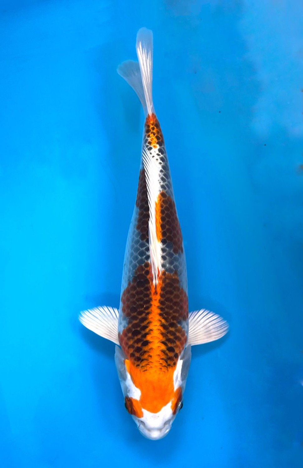 Juara 1