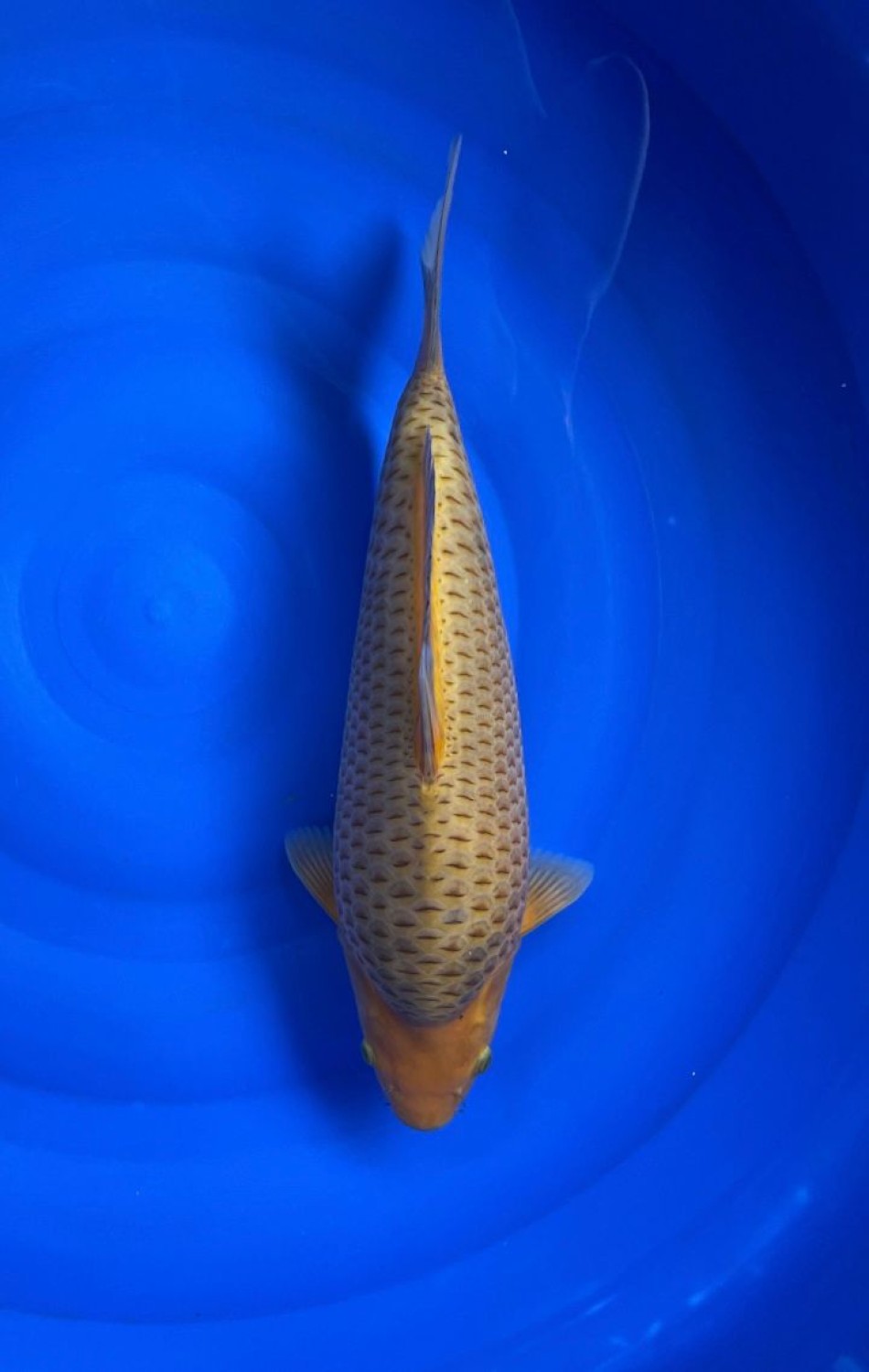 Juara 1