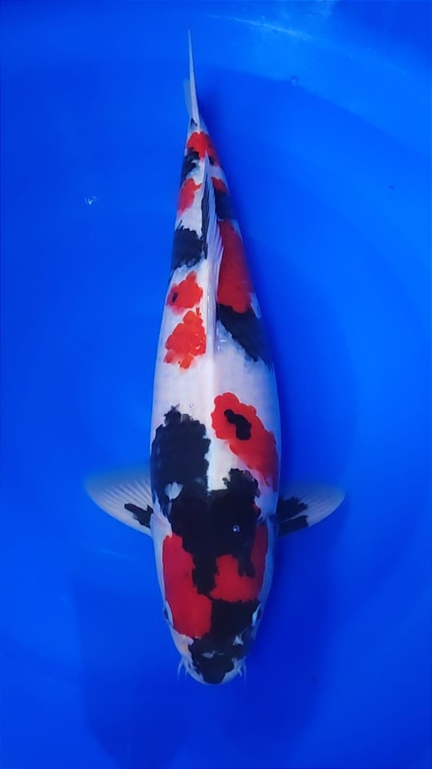 Best In Size A 41 - 45 cm