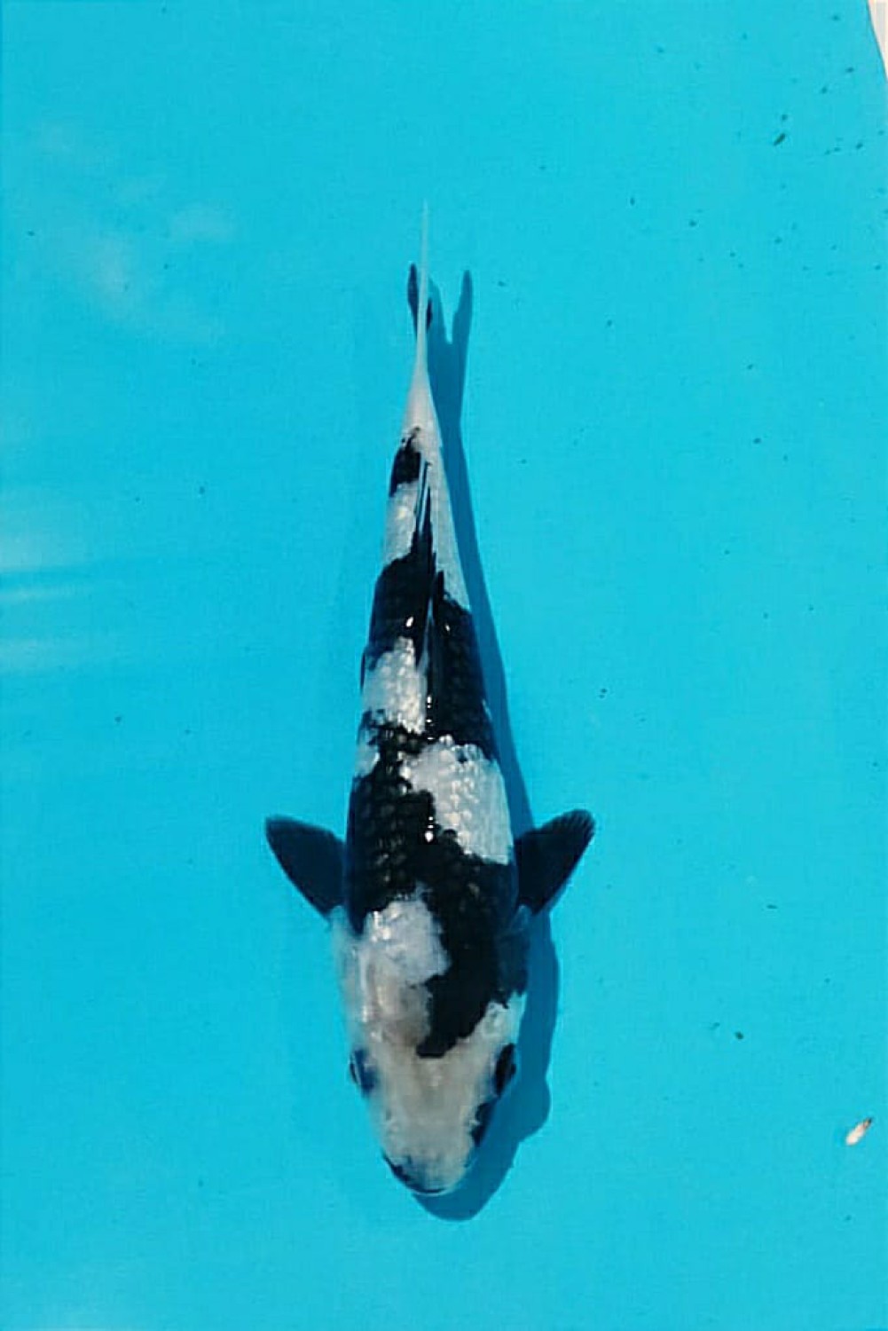 Juara 3