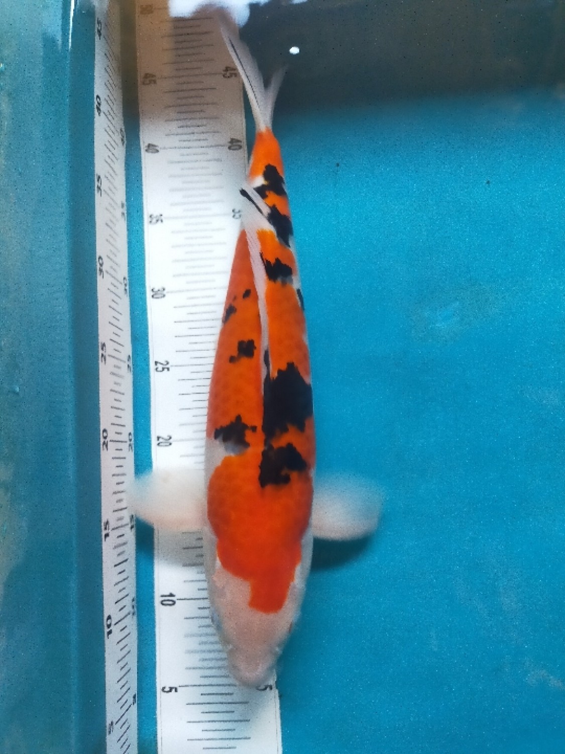 Juara 2