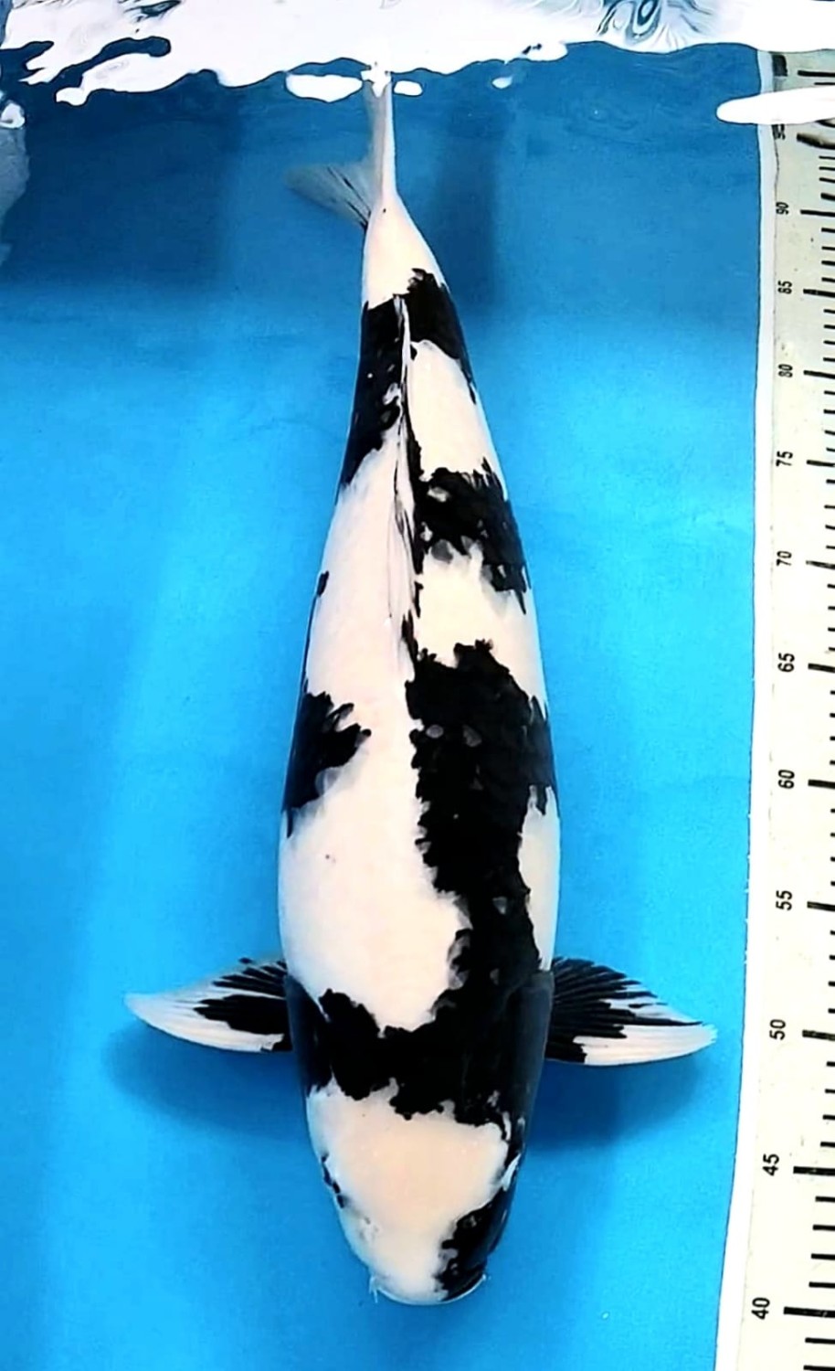 Juara 1