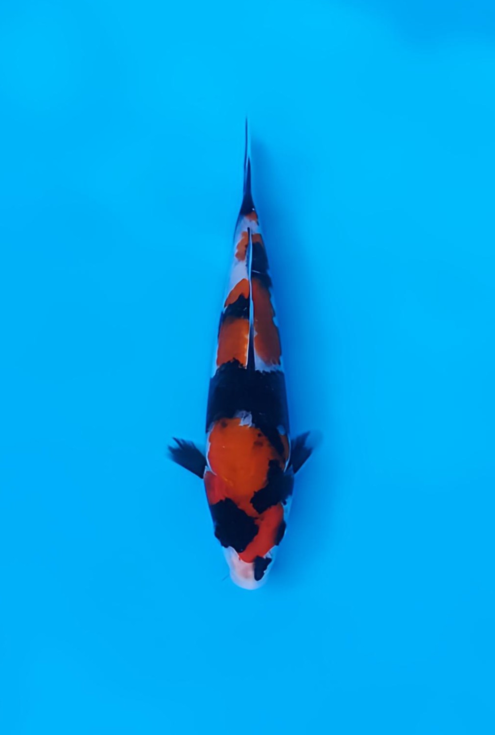 Best In Size A 21 - 25 cm