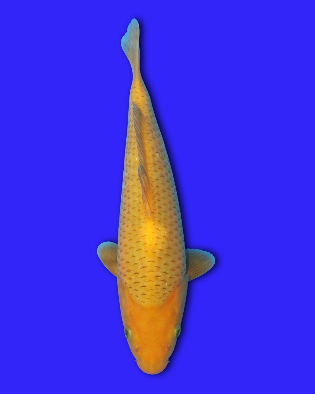 Juara 5