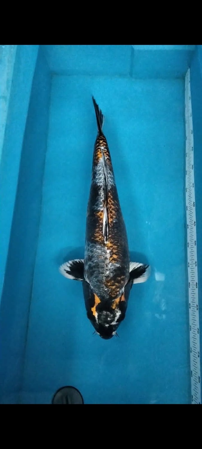 Juara 1