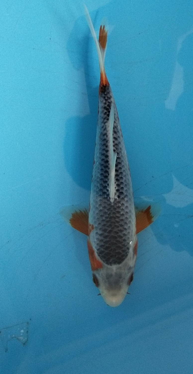 Juara 1