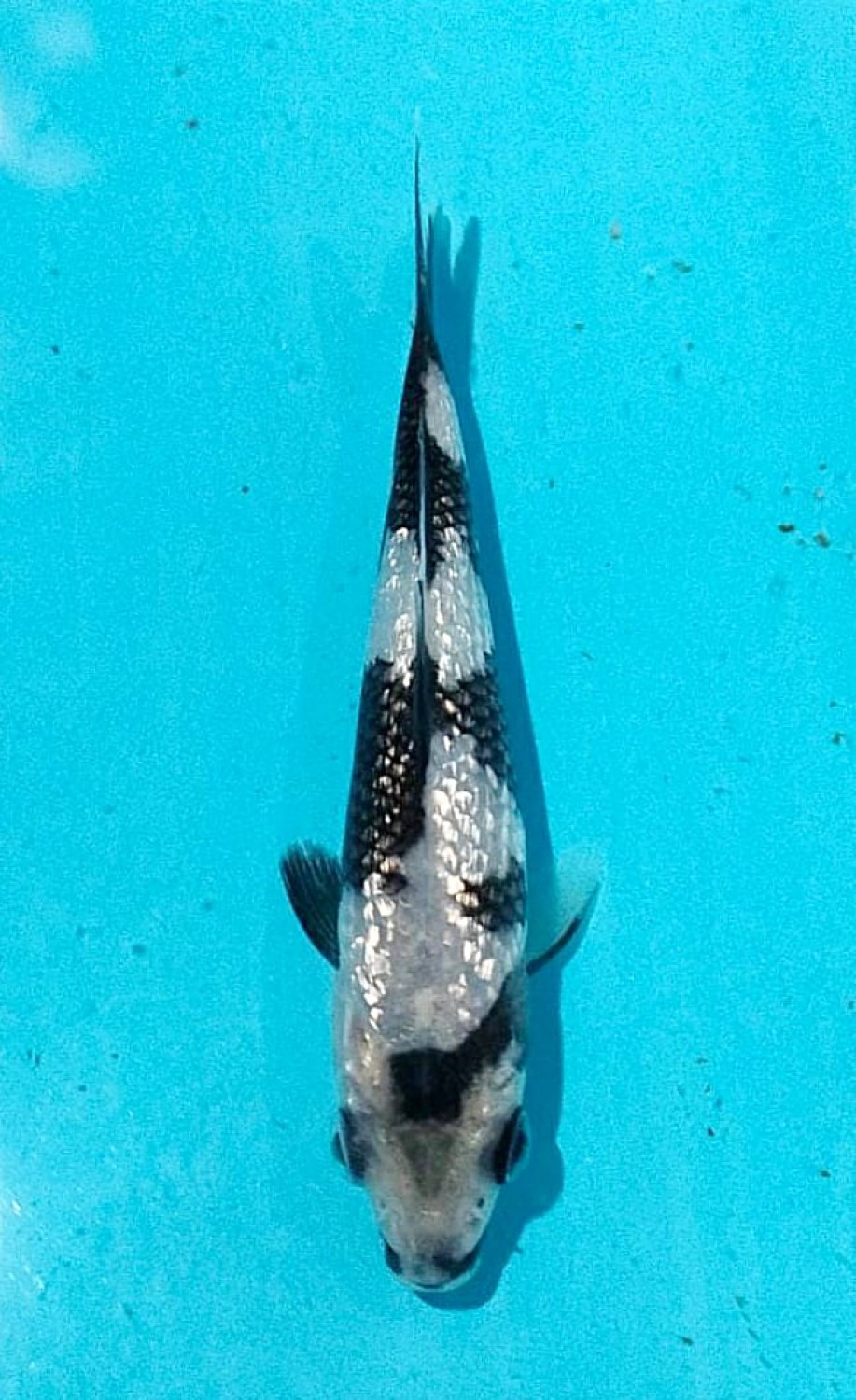 Juara 2