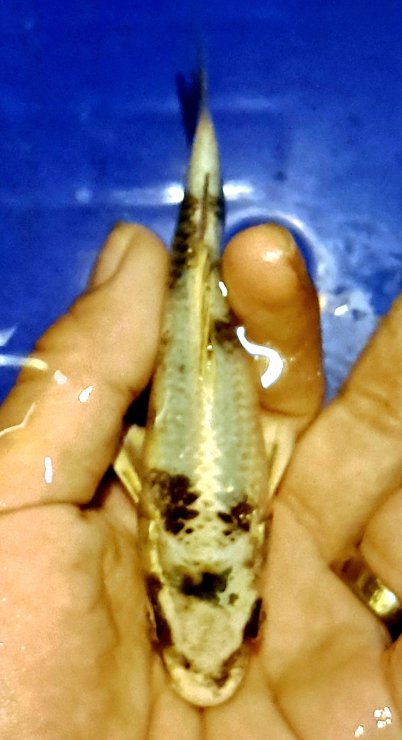 Juara 2