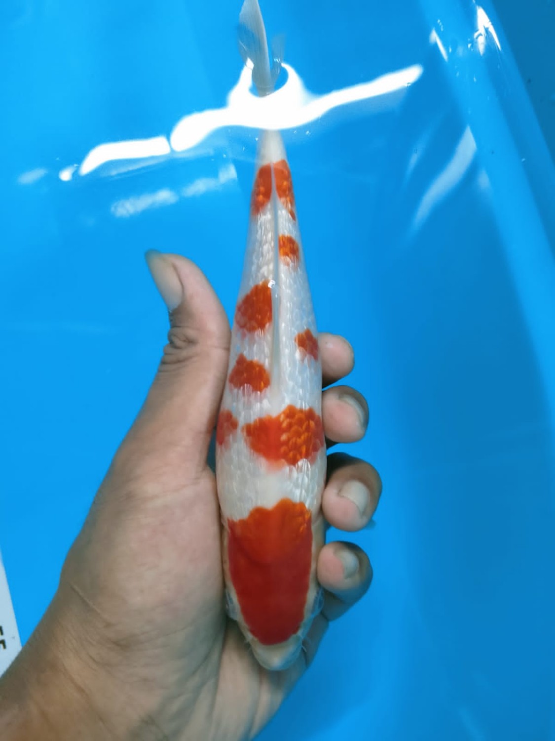 Best In Size B 16 - 20 cm