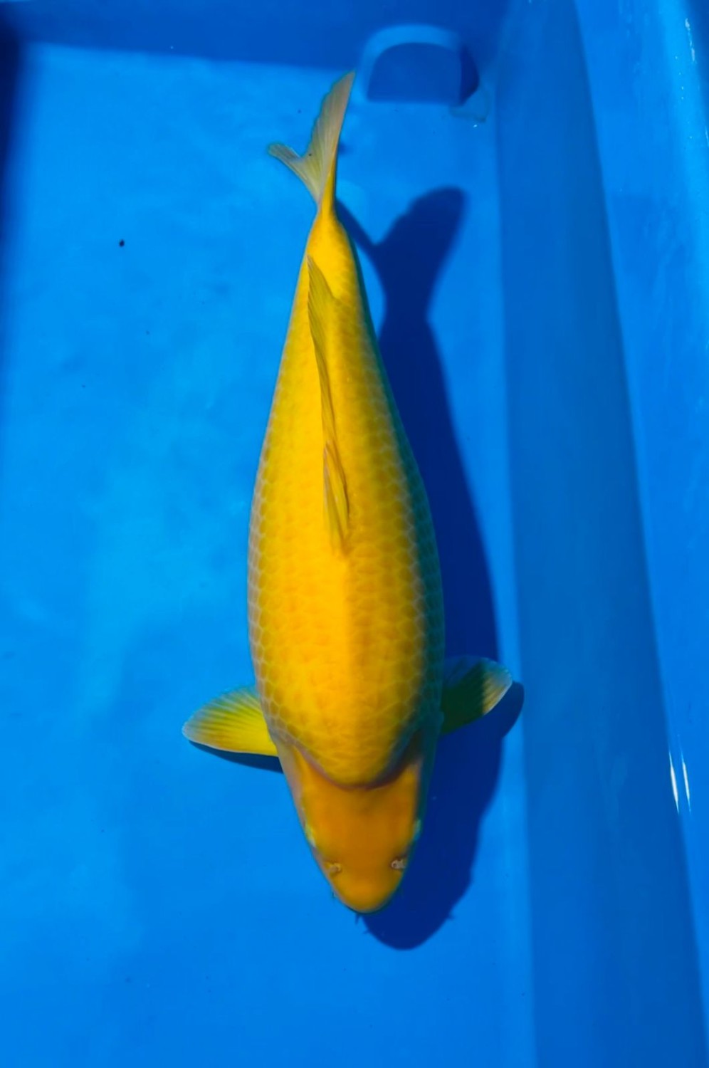 Juara 1