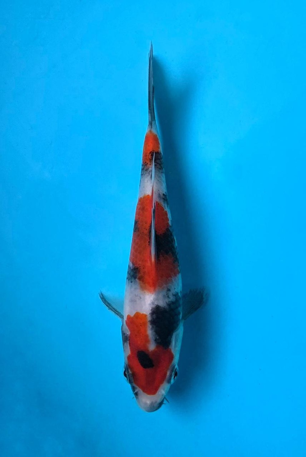 Juara 1