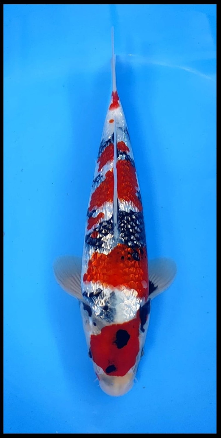 Juara 1