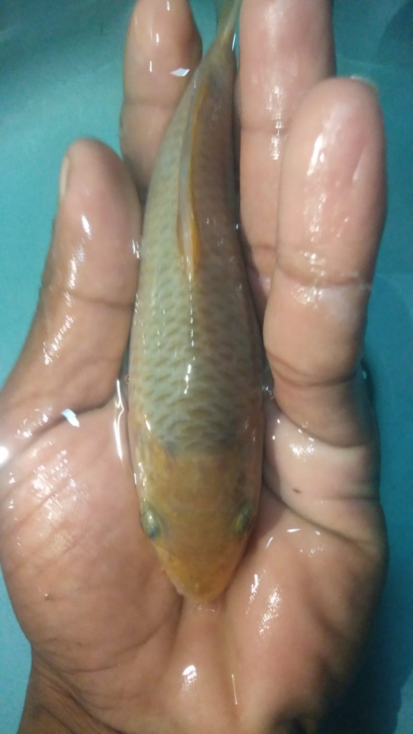 Juara 1