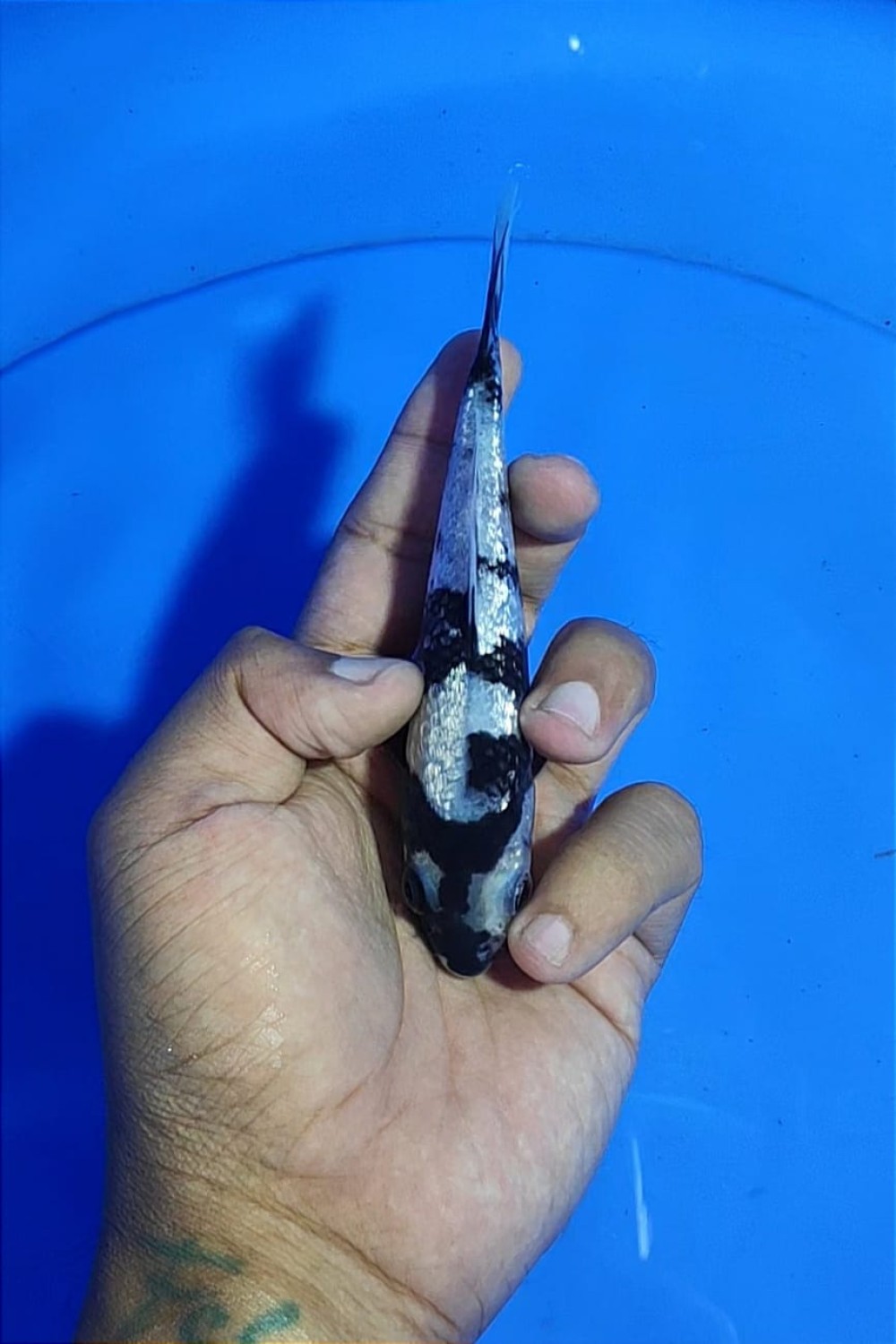 Juara 1