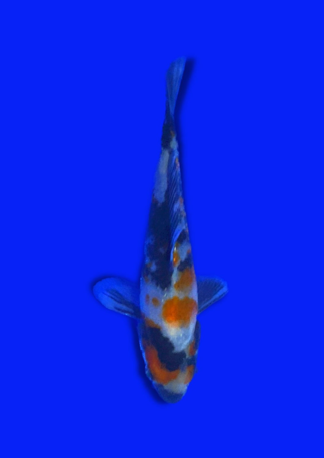 Juara 1