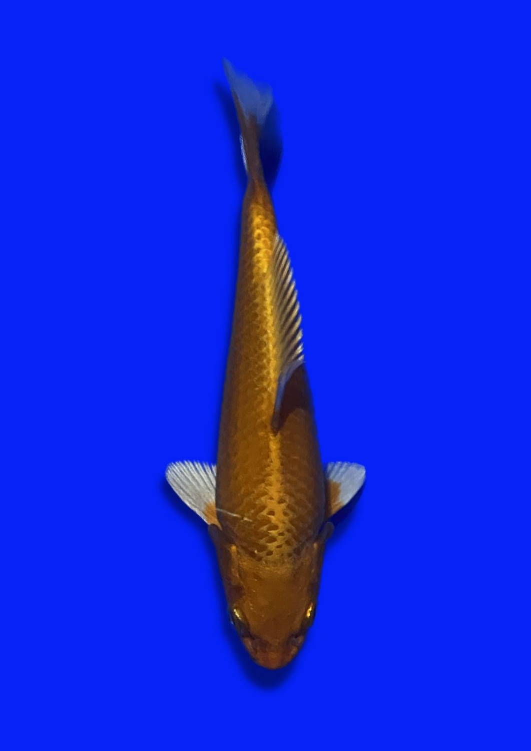 Juara 5