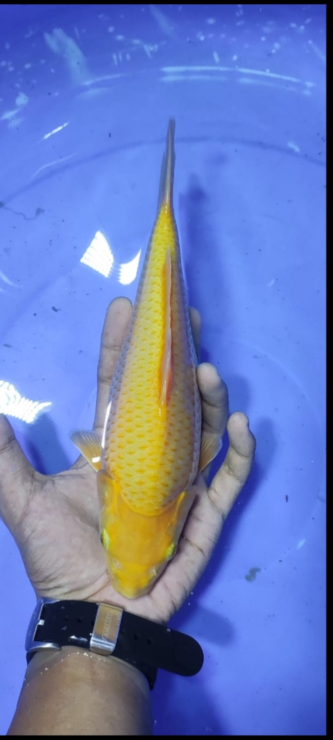 Juara 3