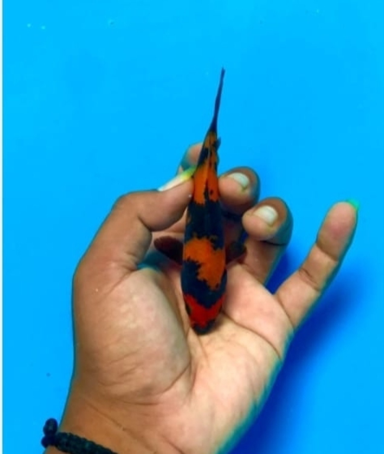 Juara 4