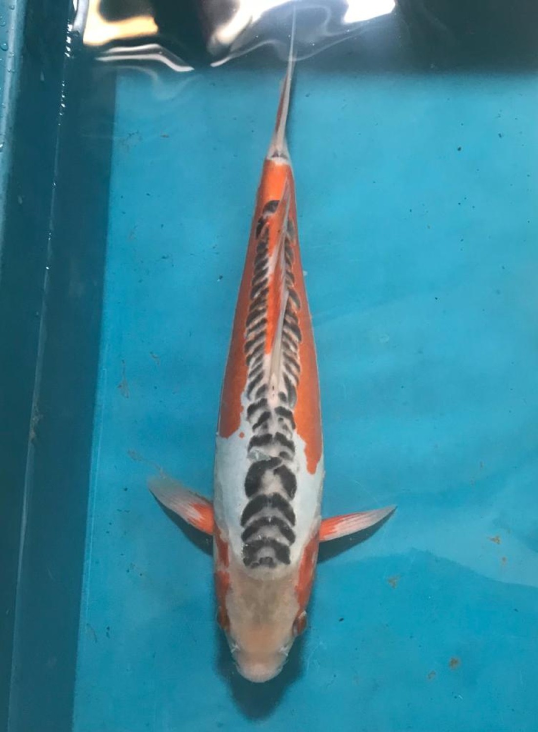 Juara 1