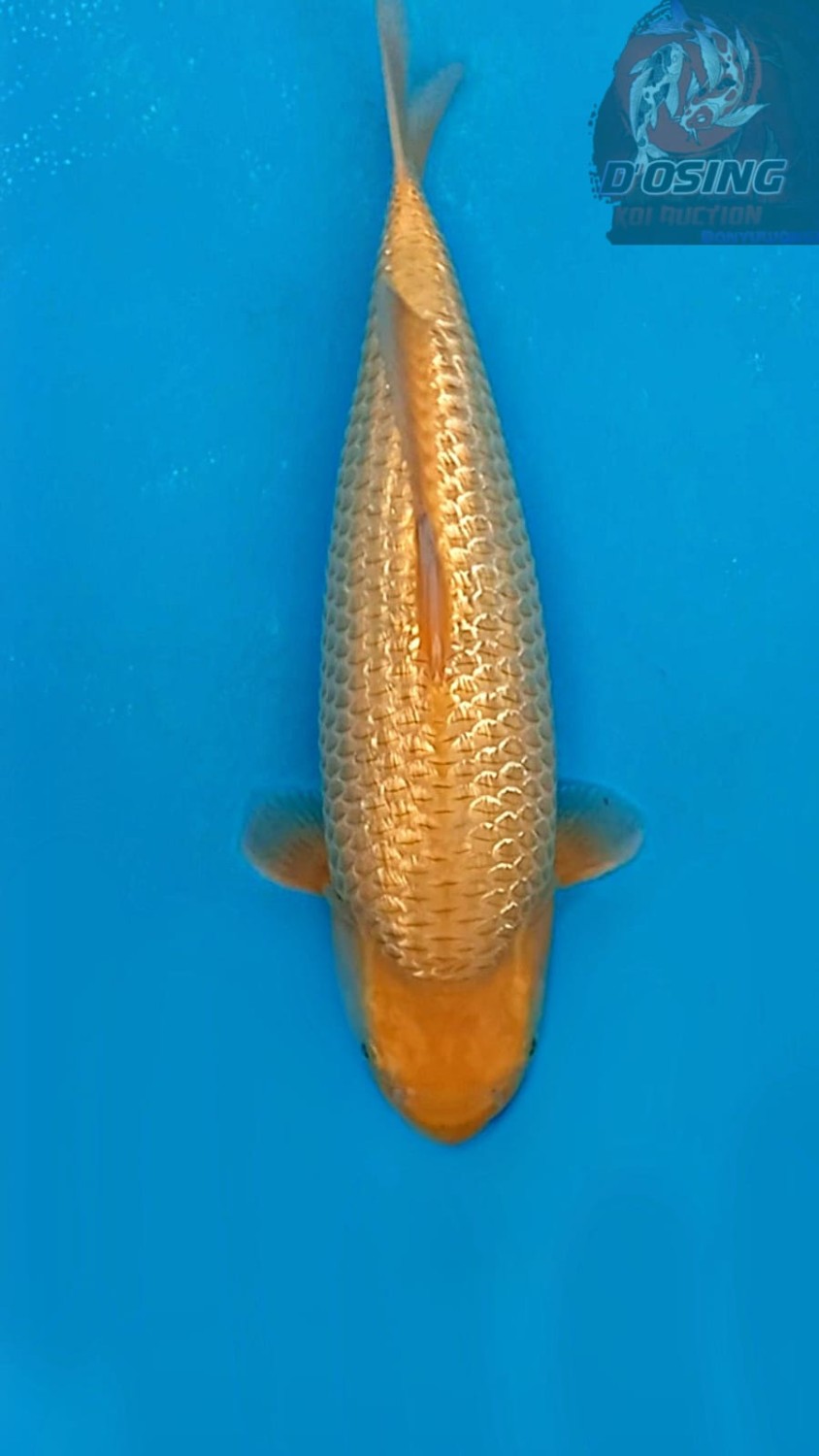 Juara 1