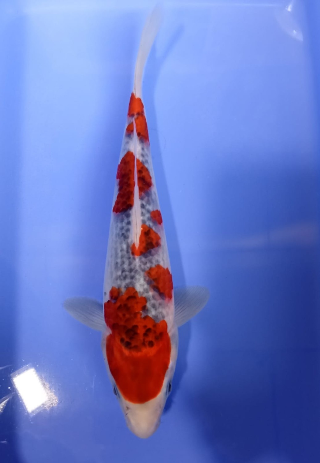 Juara 1