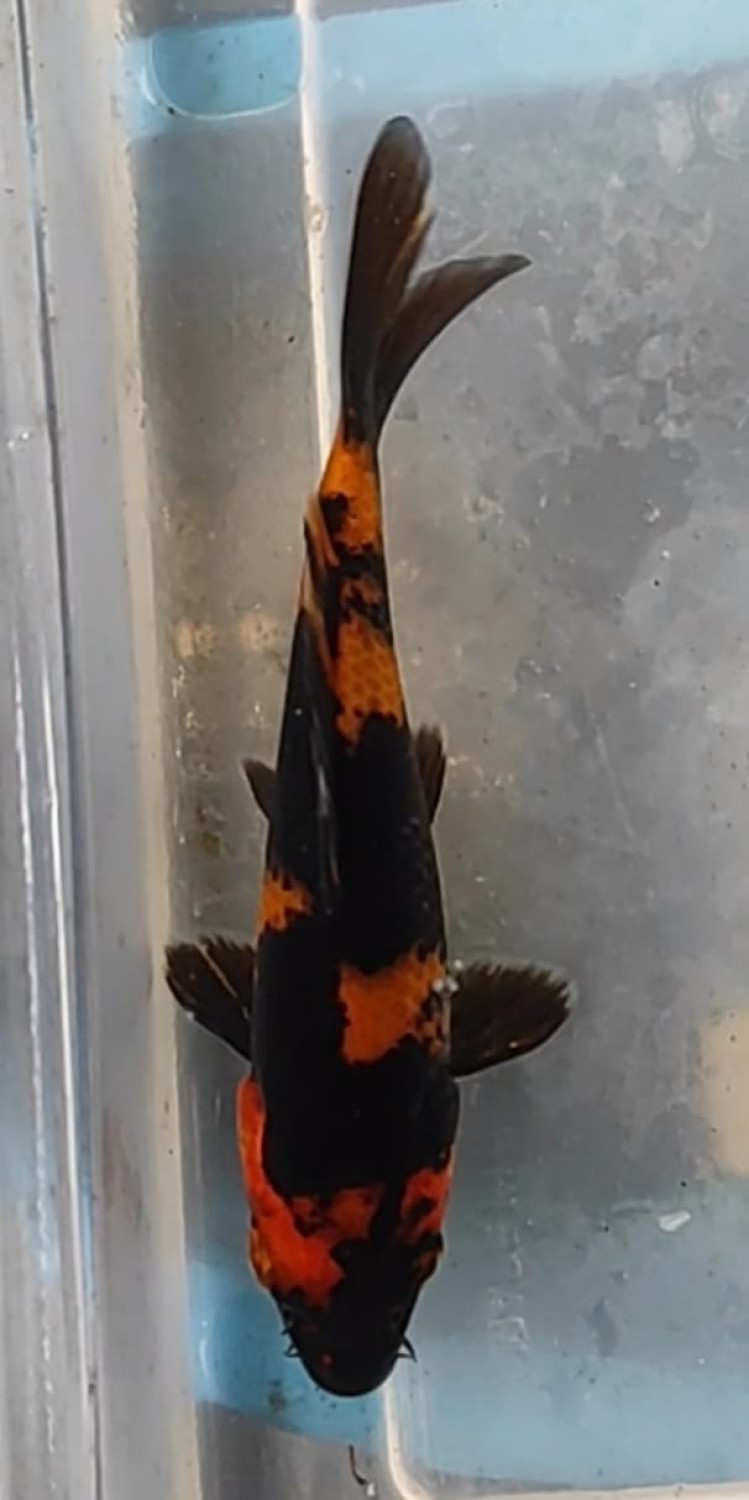 Juara 1