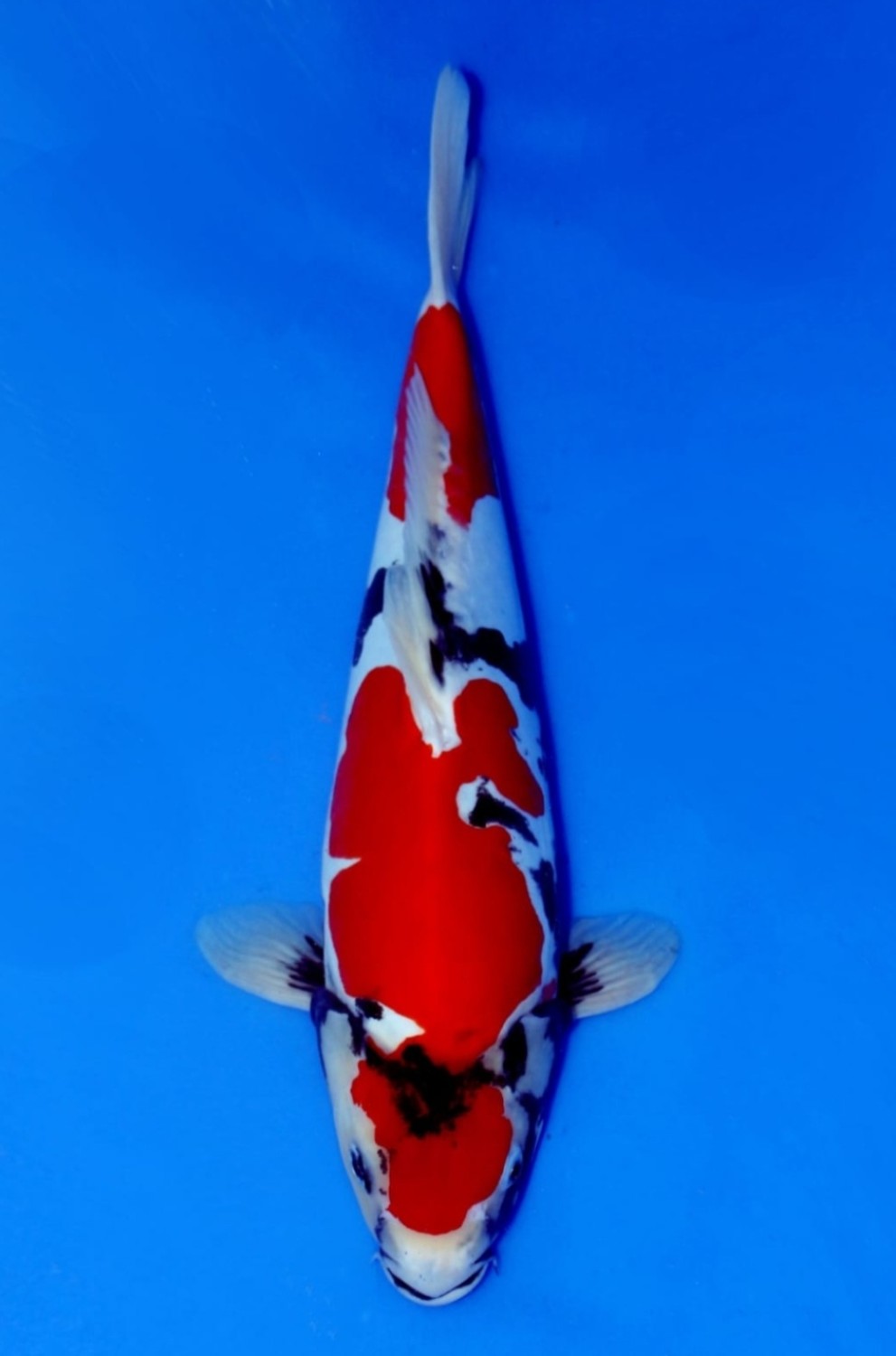 Juara 1