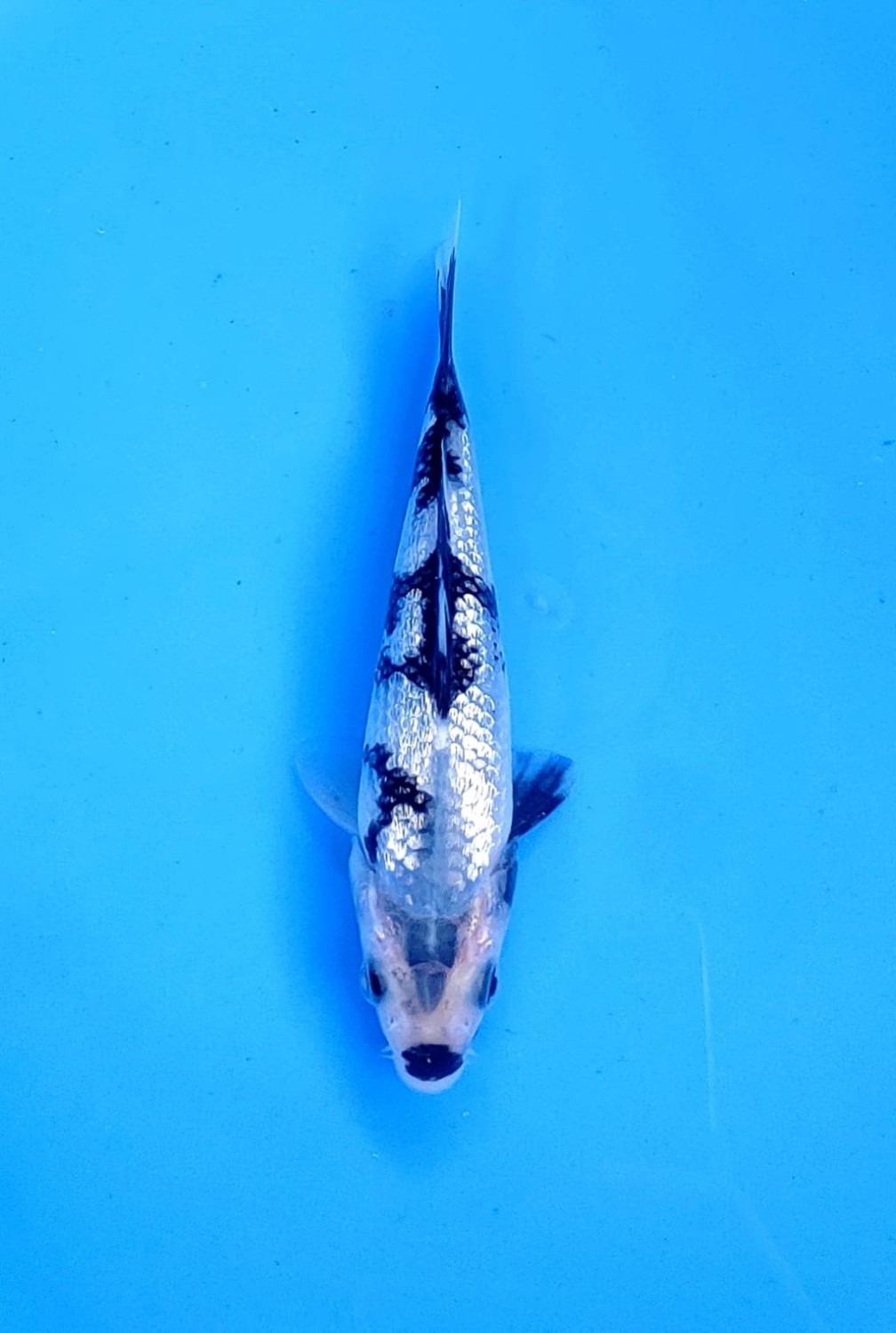 Best In Size C 1 - 12 cm