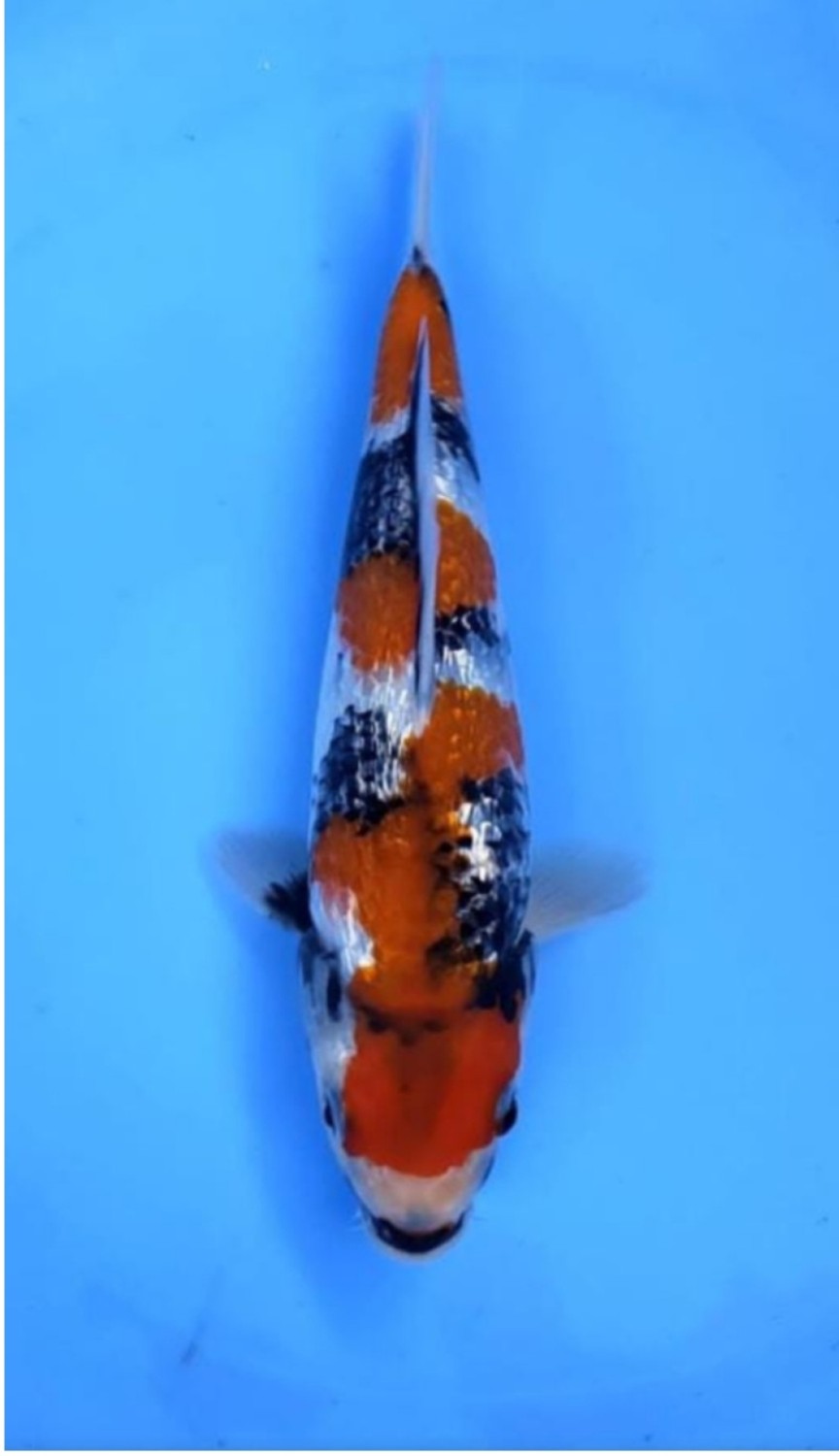 Juara 1