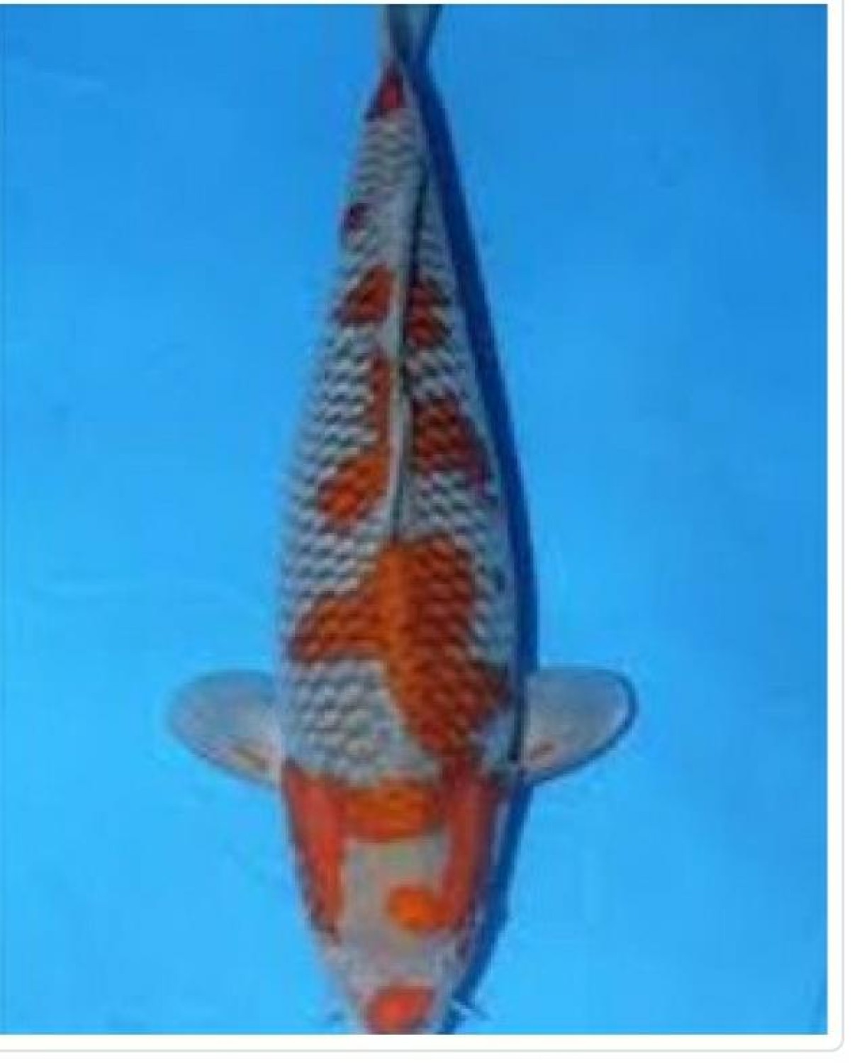 Juara 1