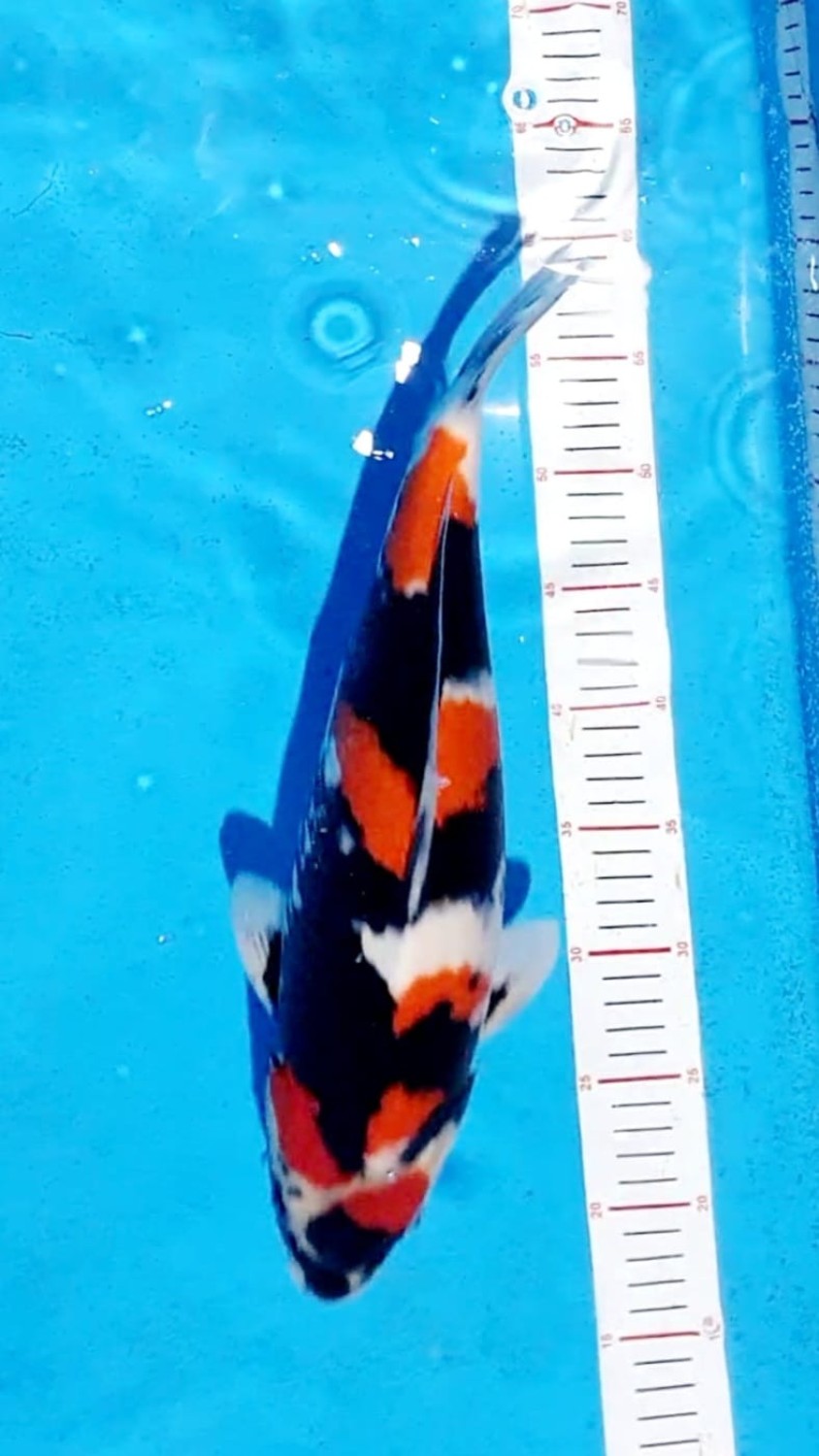 Juara 1