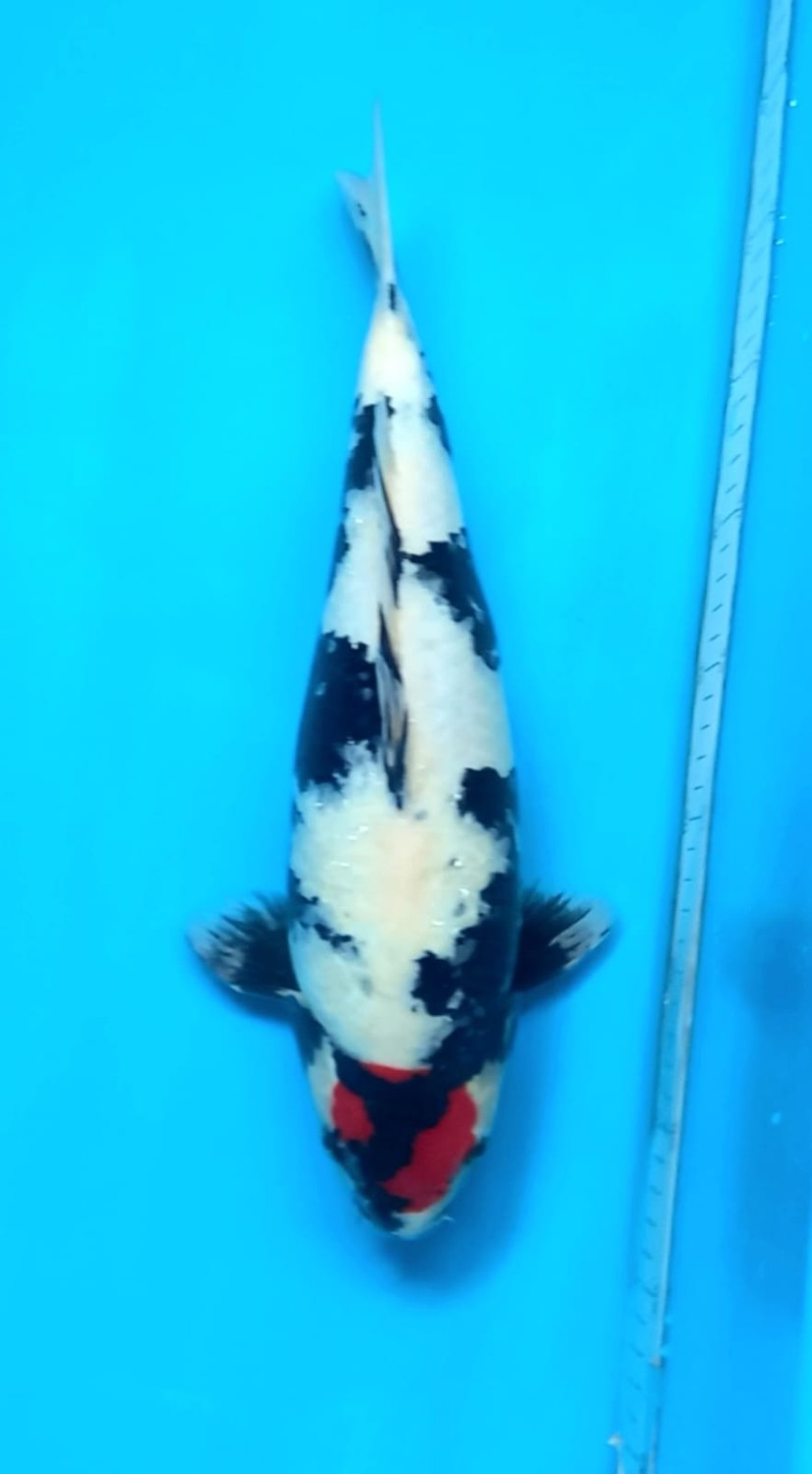 Juara 4