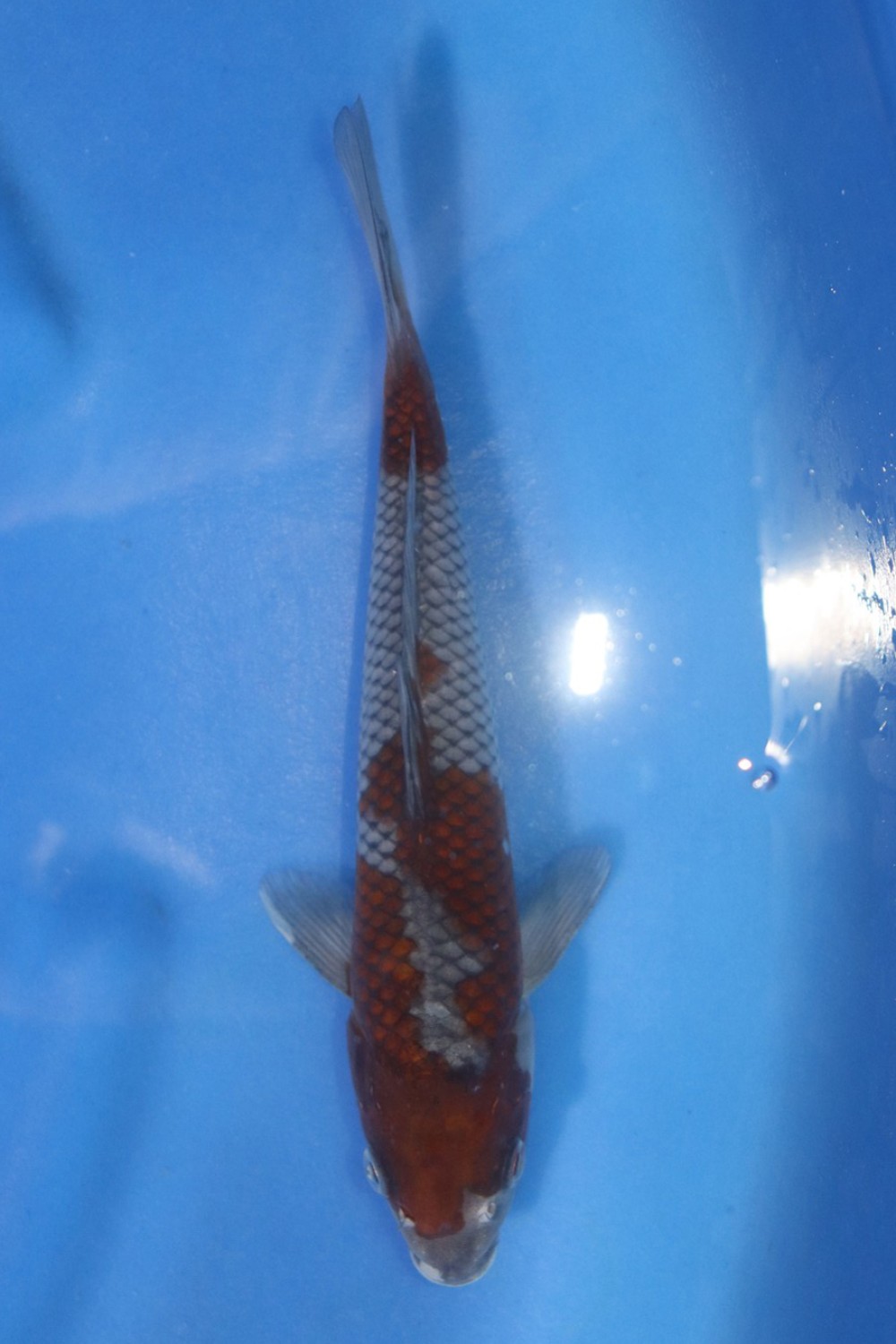 Juara 5
