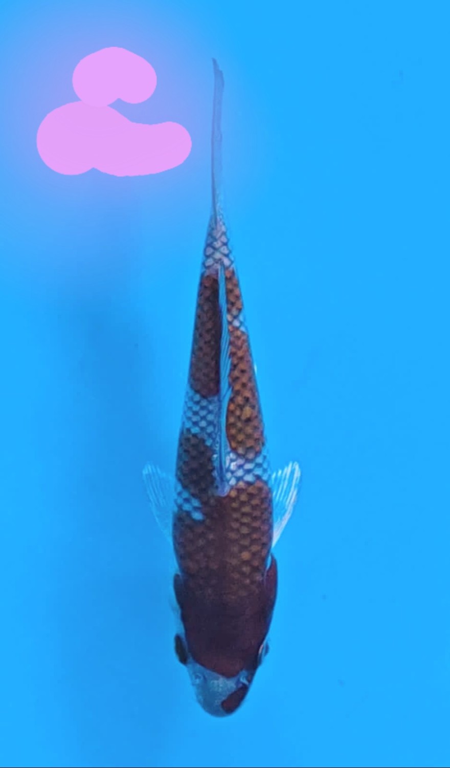 Juara 1