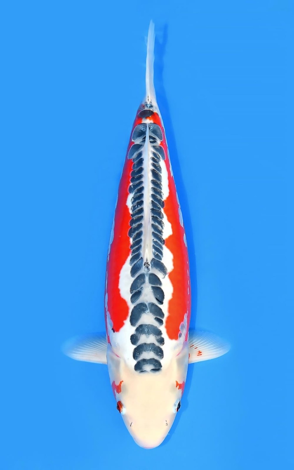 Juara 3